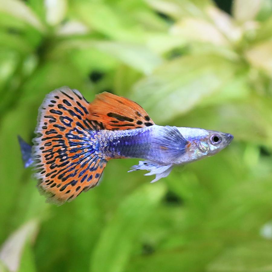 熱帯魚）プラチナモザイクダンボ・グッピー オス（外国産）（3匹