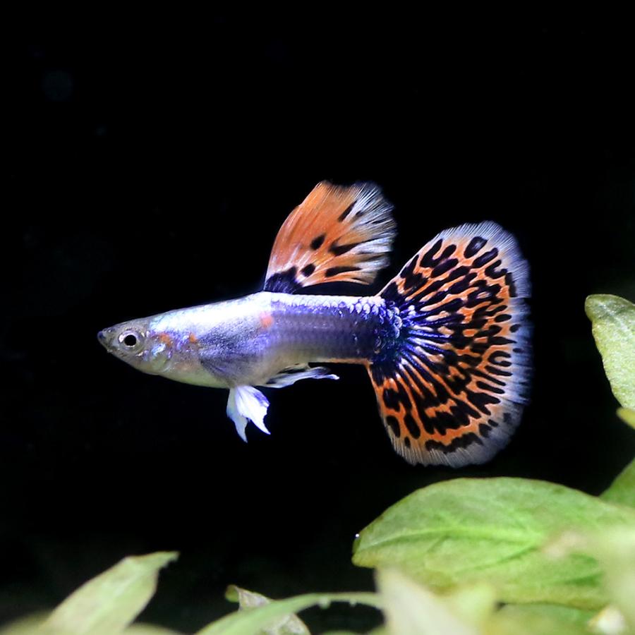ダンボ グッピー #guppy #熱帯魚 熱帯魚）プラチナモザイクダンボ・グッピー オス（外国産）（3匹