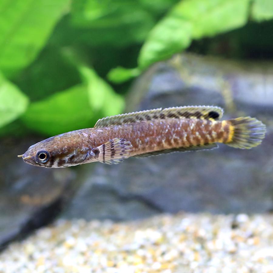 （熱帯魚）レインボースネークヘッド（ブリード）（１匹）　北海道・九州航空便要保温 | チャーム（ペット）