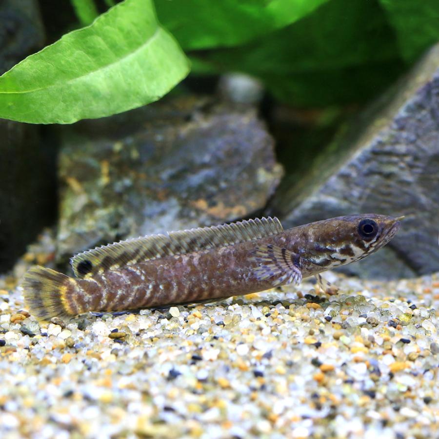 即日発送 韓国 メガボックス BTS ARMY カップ タンブラー バケツ 即日