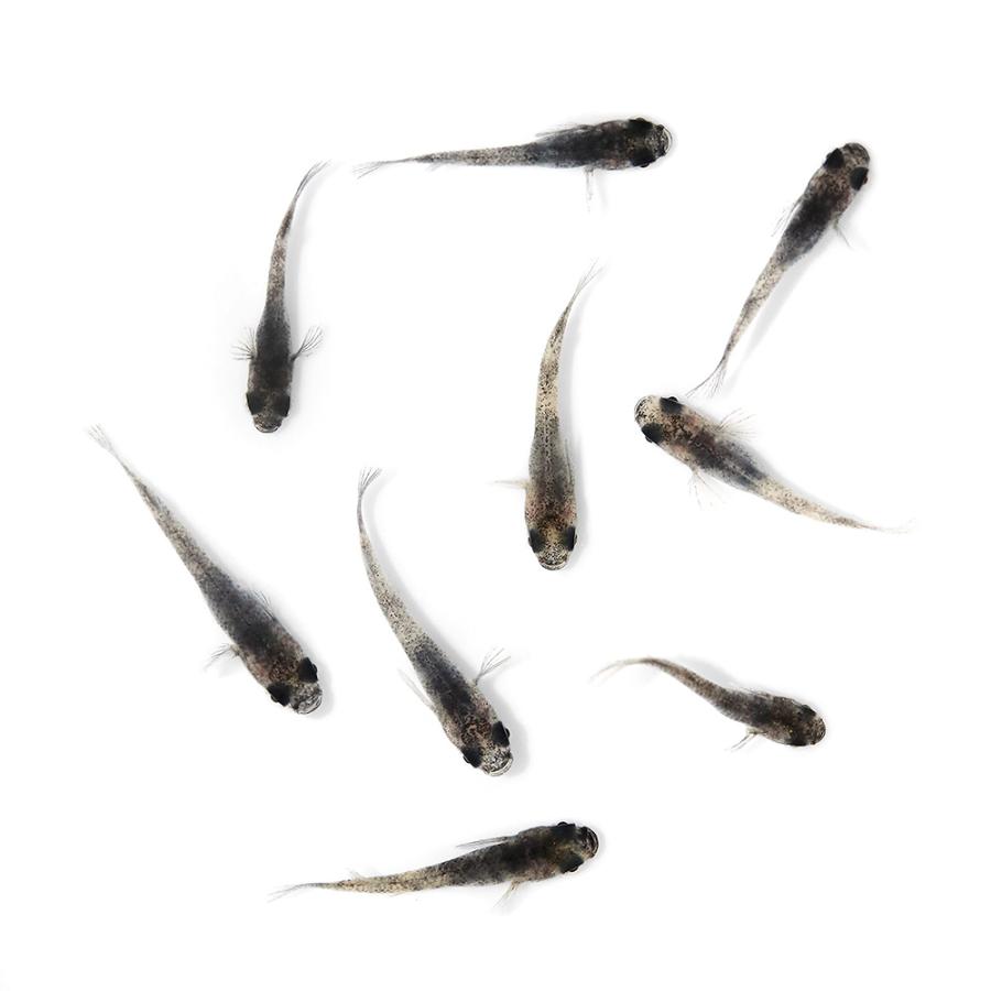 メタリカ 　 未開封品 めだか）無選別 和墨メダカ 稚魚（10匹） : チャーム charm
