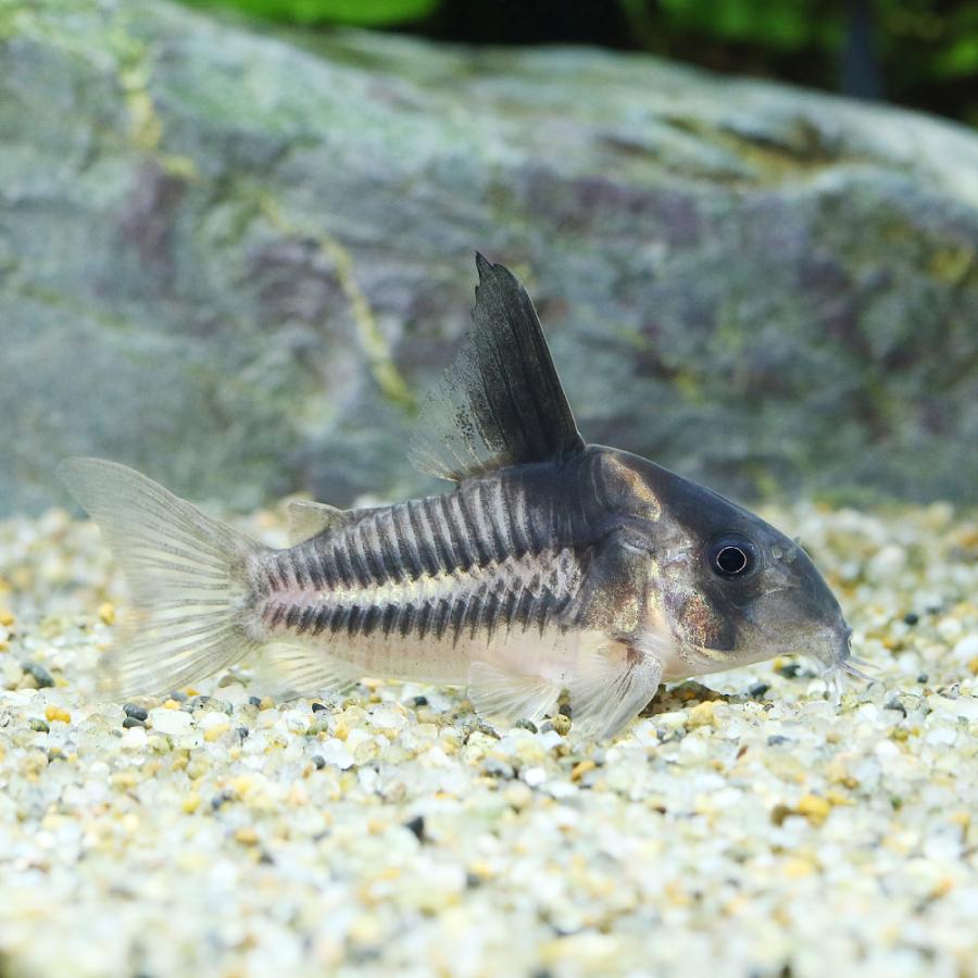 スーパーパラレルス ワイルド個体4匹