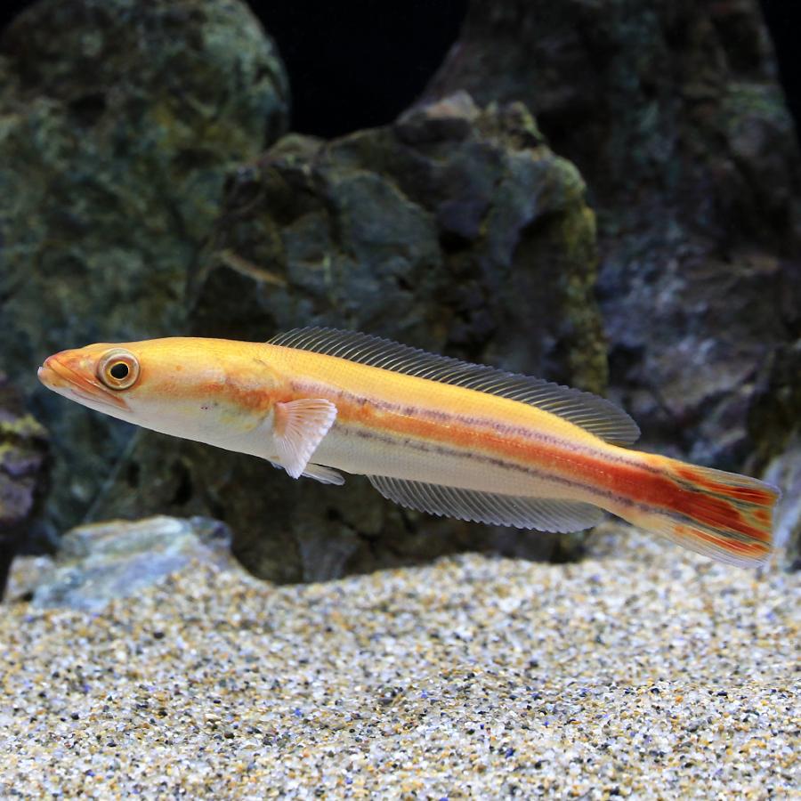 動作確認 □（熱帯魚）一点物　レッドスネークヘッド　ゴールデン（１匹）　沖縄別途送料　北海道・九州航空便要保温 【GMS1436492616】(50350円)