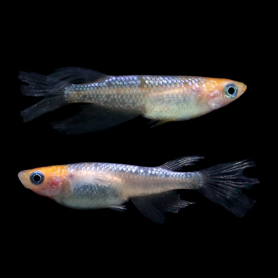 □（めだか）一点物　獅子流し　砂風（１ペア）　沖縄別途送料 