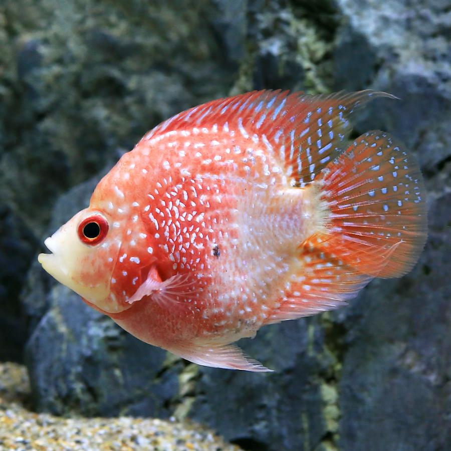 □（熱帯魚）一点物　バルーンレッドテキサス・シクリッド（１匹）　北海道航空便要保温　沖縄別途送料 