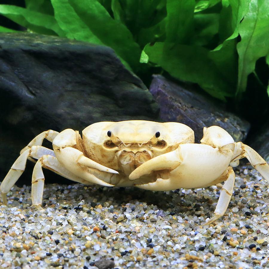 チャーム（charm） （エビ・カニ）バナナ・クラブ（1匹） 北海道