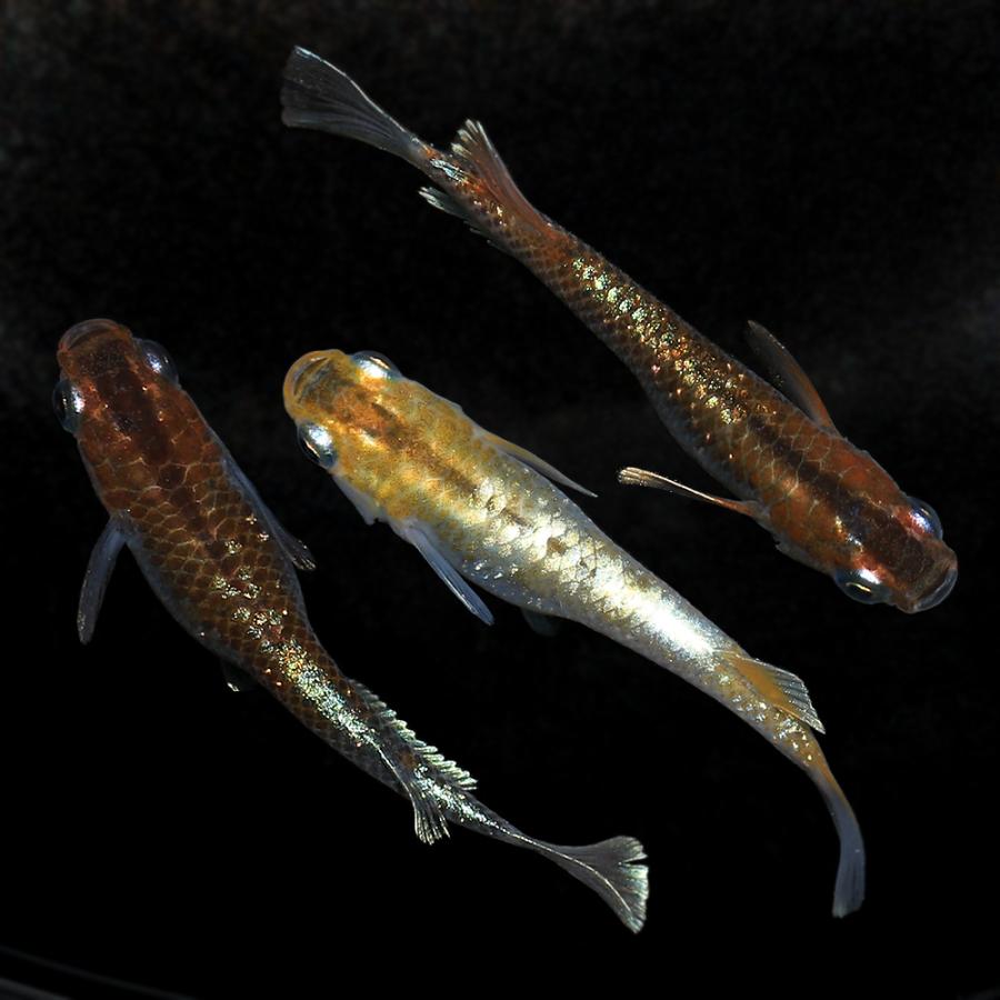 レッドクリフ紅白タイプメダカ（白勝ち個体）1ペア