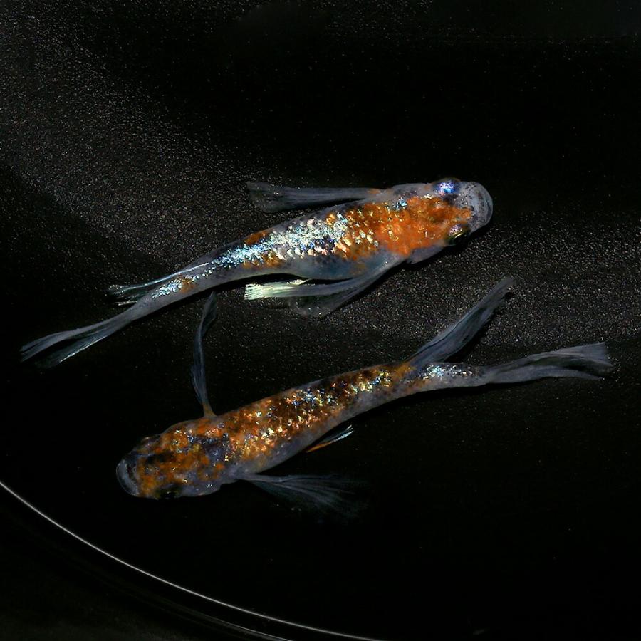 □（めだか）一点物　月翔華メダカ　上州メダカ直系（１ペア）　沖縄別途送料 