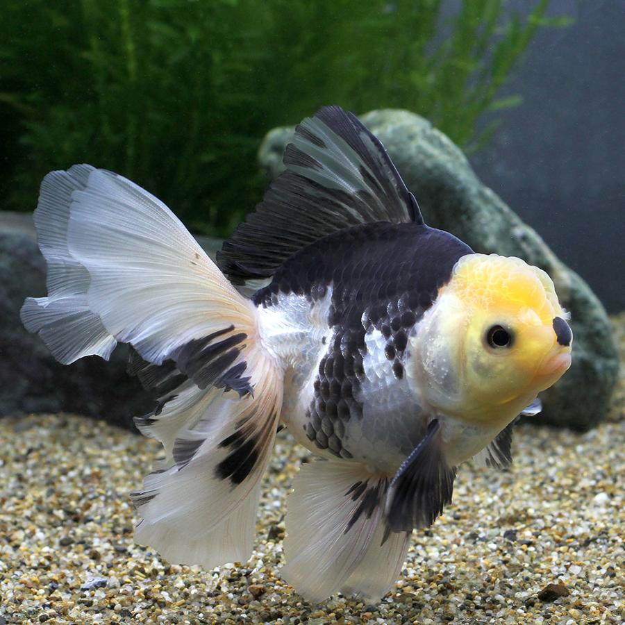 □（金魚）一点物　パンダオランダ獅子頭　ローズテール（タイ産）１５ｃｍ±（１匹）　沖縄別途送料 