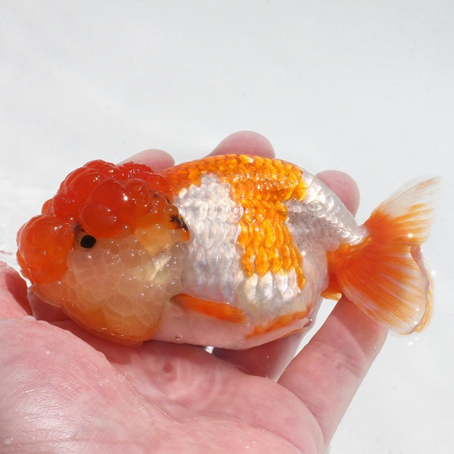 □（金魚）一点物　バッファローらんちゅう　更紗　１１ｃｍ±（タイ産）（１匹）沖縄別途送料 