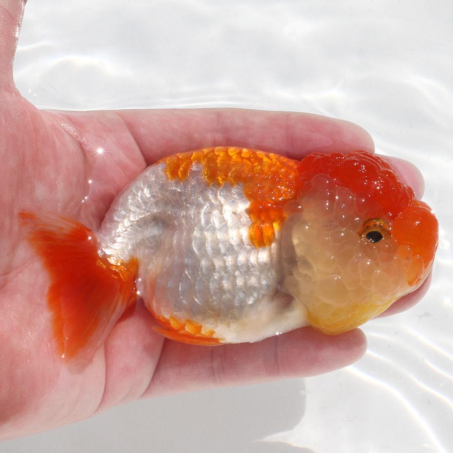 □（金魚）一点物　バッファローらんちゅう　更紗　１１ｃｍ±（タイ産）（１匹）沖縄別途送料 