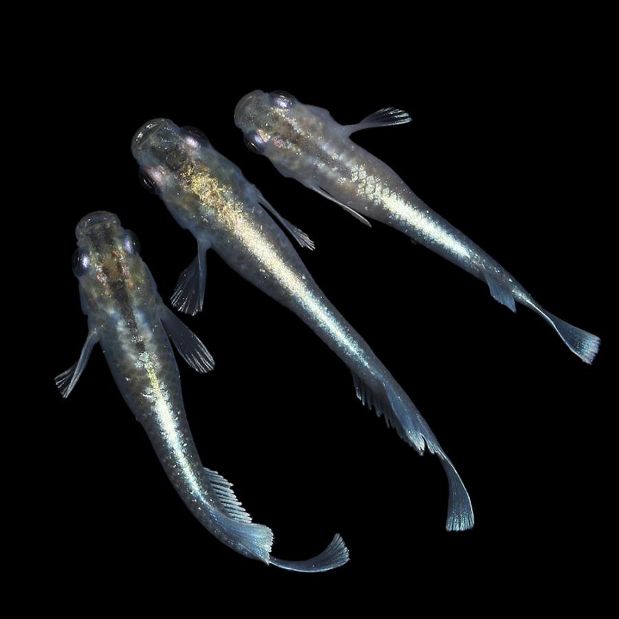 エメラルド品 めだか）マリアージュキッシングワイドフィンエメラルドタイプ（3匹