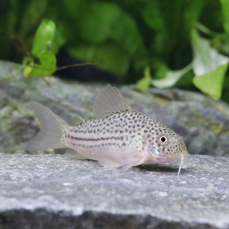 （熱帯魚）コリドラス　ジャンクションラインガラナ（ワイルド）（１匹）　沖縄別途送料　北海道・九州航空便要保温 