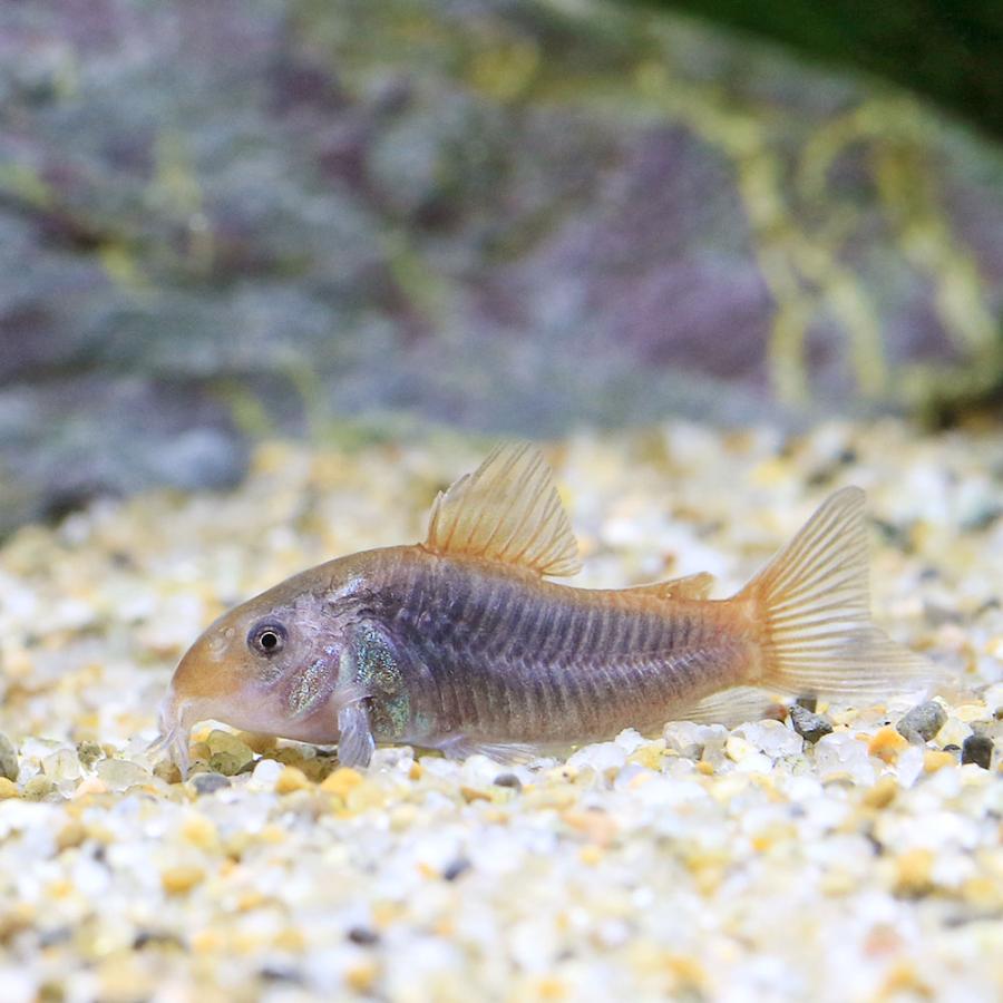 （熱帯魚）コリドラス・ヘファイストス（ワイルド）（１匹）　北海道・九州航空便要保温　沖縄別途送料 （熱帯魚）コリドラス・ヘファイストス（ワイルド）（１匹）　北海道・九州航空便要保温　沖縄別途送料 T1130368396(10600円)