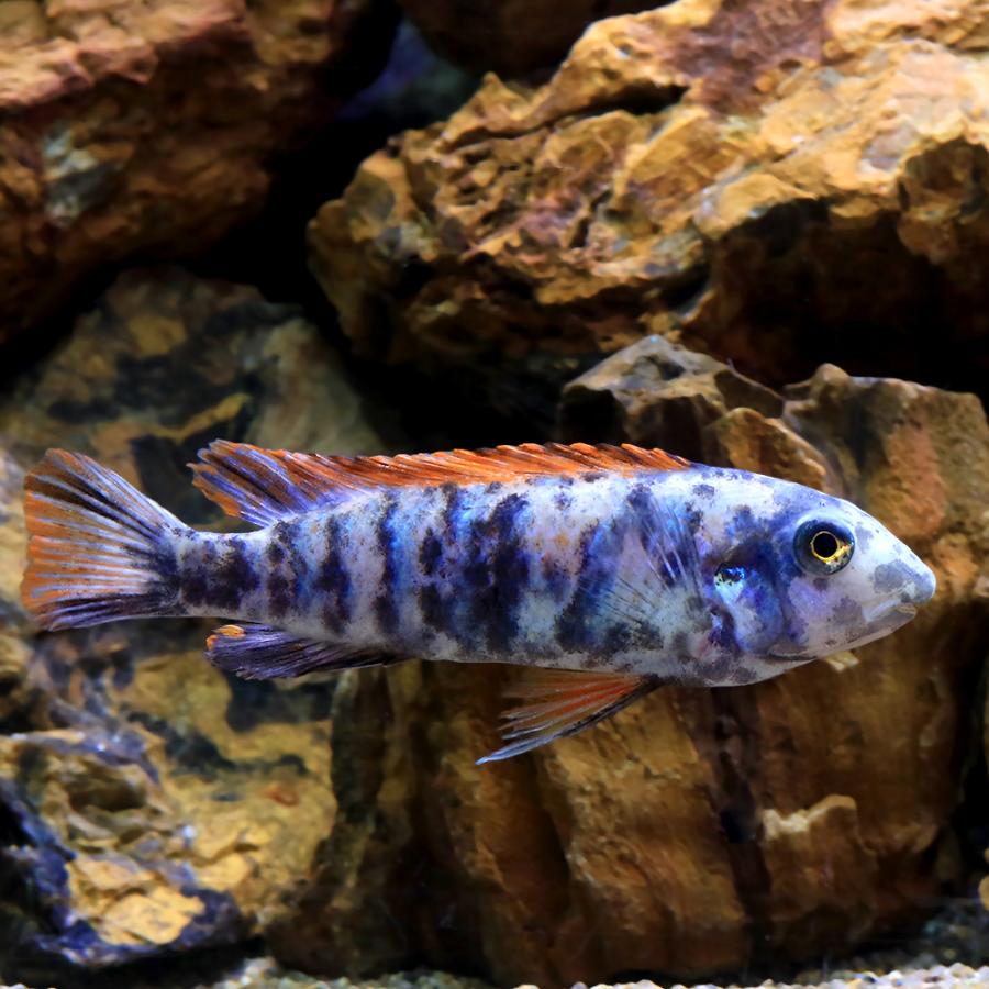 アフリカンシクリッド  ラベオトロフェウス　トレワバサ　レッドトップ　3㎝　3匹セット チャーム（charm） （熱帯魚）ラベオトロフェウス・トレワバサエ