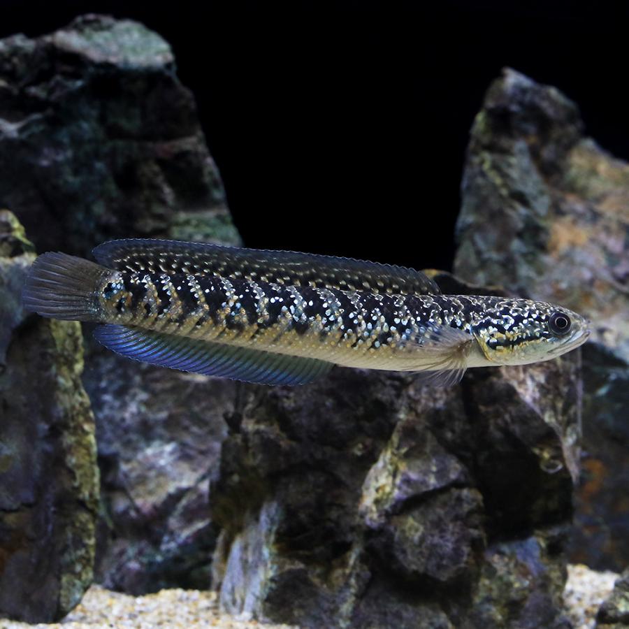 □（熱帯魚）一点物　コウタイ　ブルーダイヤモンド（１匹）（ファーム証明書付き）　北海道航空便要保温　沖縄別途送料