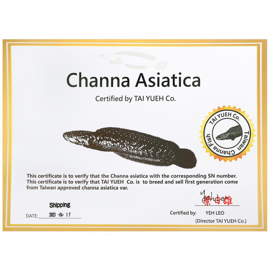 □（熱帯魚）一点物　コウタイ　ブルーダイヤモンド（１匹）（ファーム証明書付き）　北海道航空便要保温　沖縄別途送料