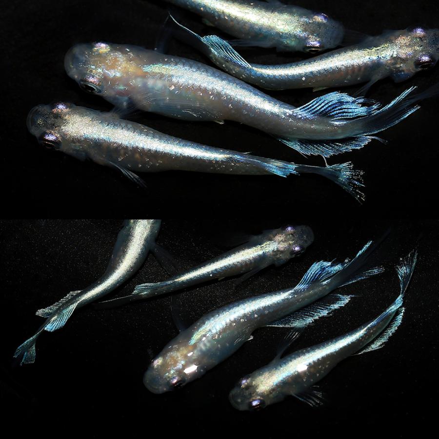 （めだか）松井ヒレ長プラチナダイヤモンドキッシングワイドフィンメダカ　桃ちゃんメダカブリード（３匹）　沖縄別途送料 