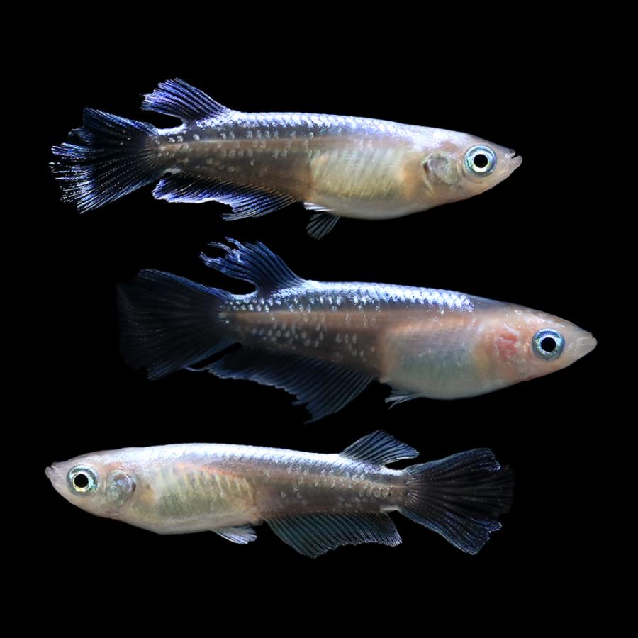 （めだか）松井ヒレ長プラチナダイヤモンドキッシングワイドフィンメダカ　桃ちゃんメダカブリード（３匹）　沖縄別途送料 