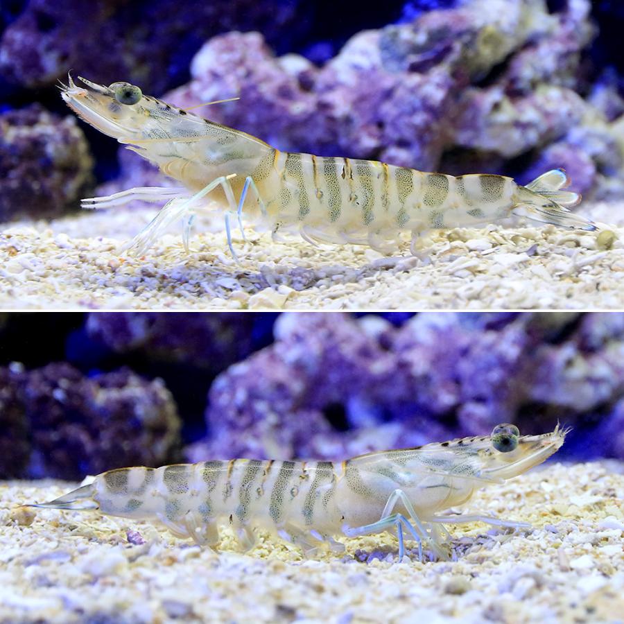 （生餌）死着保証なし　エビ　生餌　サイマキエビ　クルマエビ（１０匹）　活餌　北海道・九州航空便要保温 |  | 01