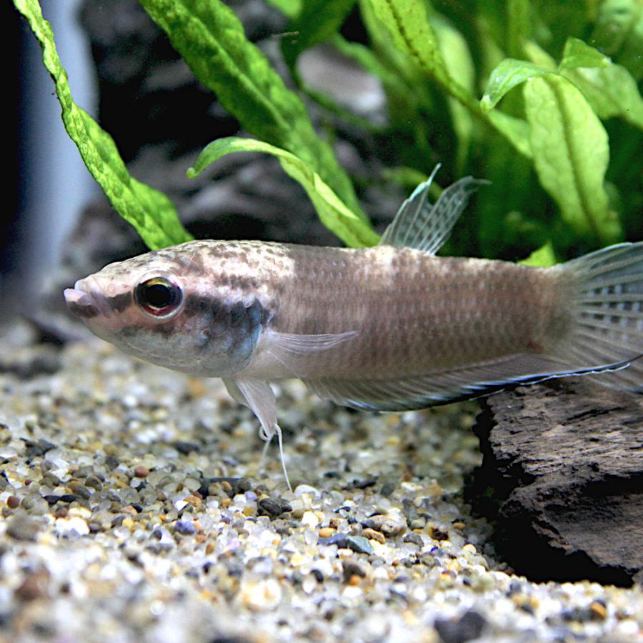 熱帯魚）ベタ エニサエ（ワイルド）（1ペア） 北海道・九州航空便要 