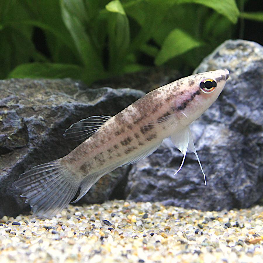 熱帯魚）ベタ エニサエ（ワイルド）（1ペア） 北海道・九州航空便要