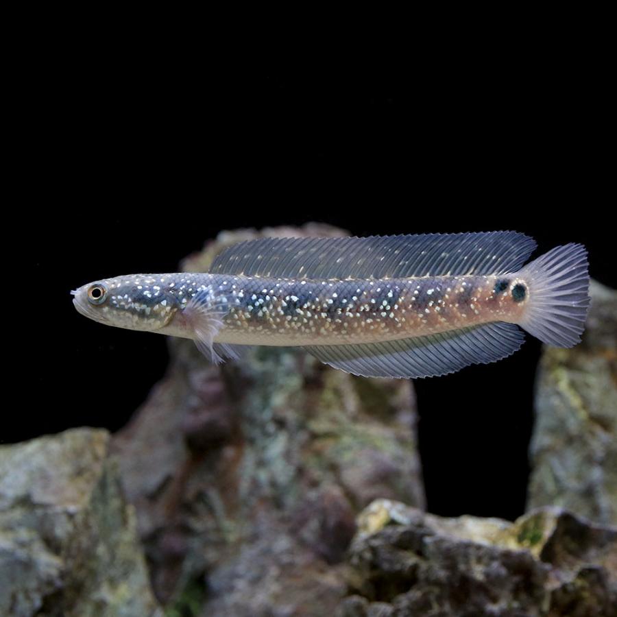 □（熱帯魚）一点物　コウタイ　藍天目（Ｂｌｕｅ　ｔｅｎｍｏｋｕ）（１匹）　沖縄別途送料　北海道・九州航空便要保温 熱帯魚