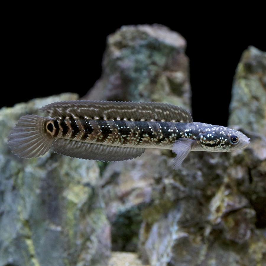 □（熱帯魚）一点物　コウタイ　藍天目（Ｂｌｕｅ　ｔｅｎｍｏｋｕ）（１匹）　沖縄別途送料　北海道・九州航空便要保温 熱帯魚