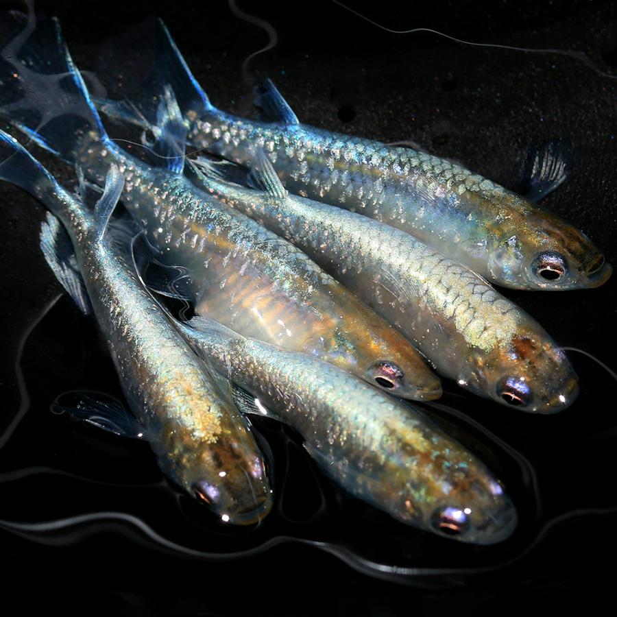 （めだか）松井ヒレ長エメラルドフィンメダカ　宮本氏ブリード（１０匹）沖縄別途送料 