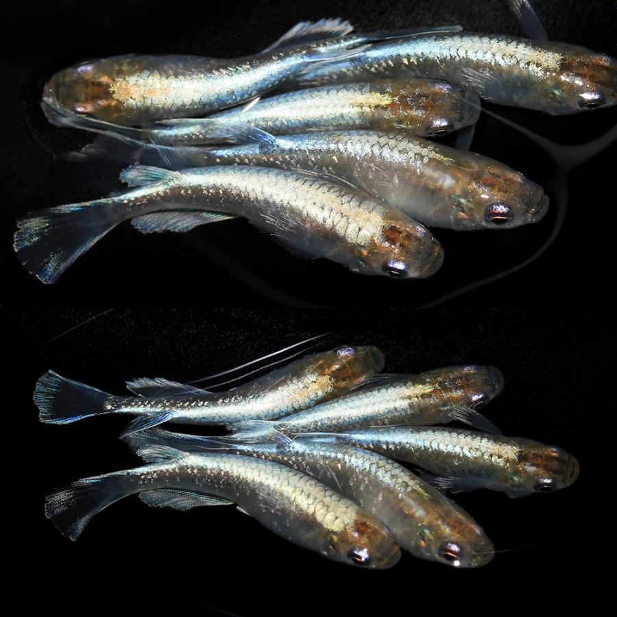 （めだか）松井ヒレ長エメラルドフィンメダカ　宮本氏ブリード（１０匹）沖縄別途送料 