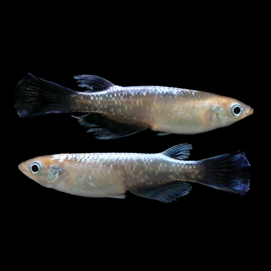 （めだか）松井ヒレ長エメラルドフィンメダカ　宮本氏ブリード（１０匹）沖縄別途送料 