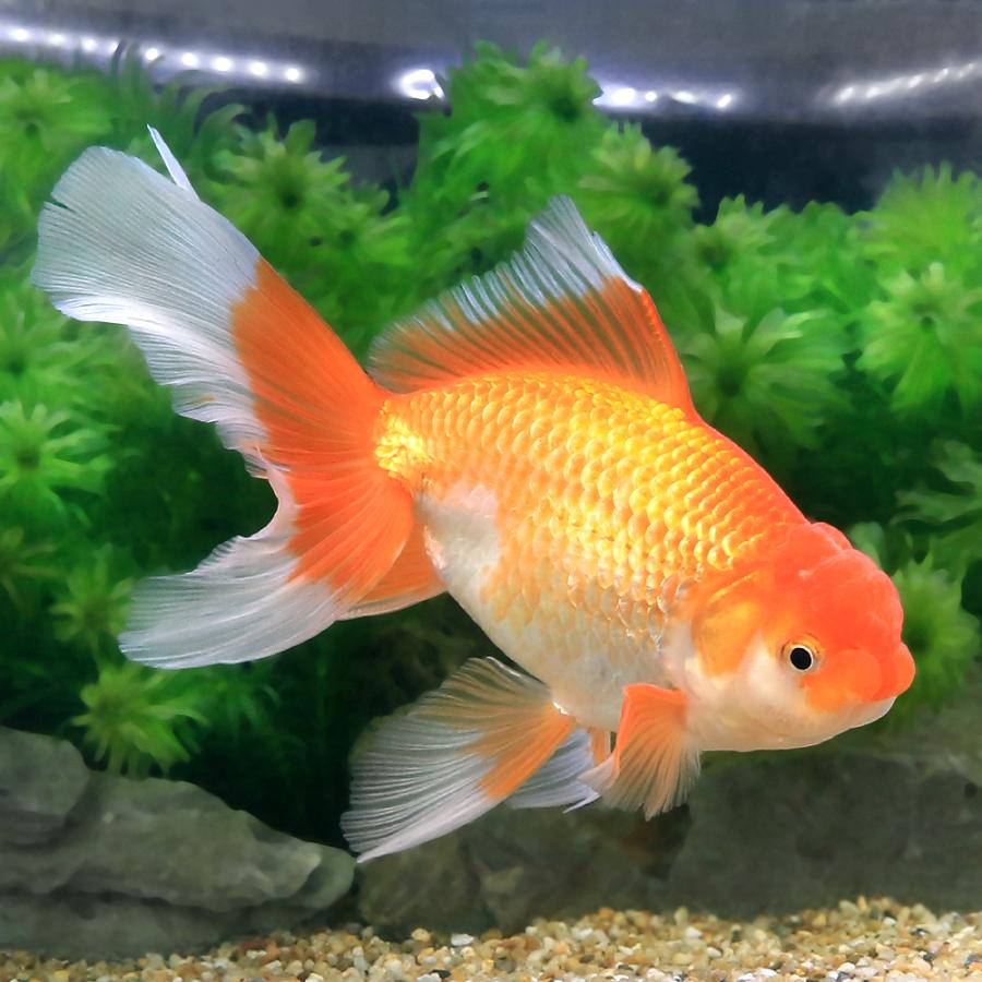 金魚 ジャンボオランダ獅子頭 33cm 【公式通販】