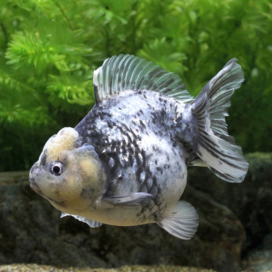 □（金魚）一点物　白黒オランダ獅子頭　ショートテール（薩摩産）約１０ｃｍ（１匹）沖縄別途送料 