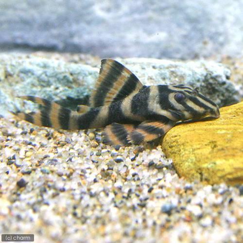 熱帯魚）ローライマスーパーレッドタイガー・プレコ（ワイルド）（1匹 