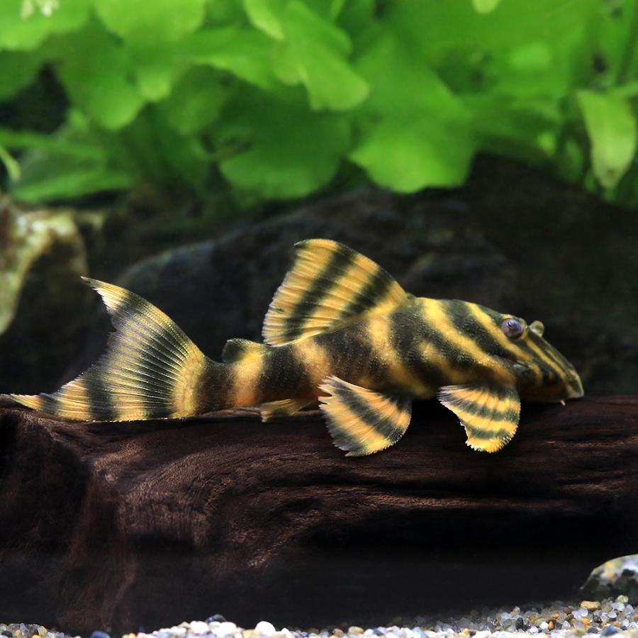 熱帯魚）ローライマスーパーレッドタイガー・プレコ（ワイルド）（1匹 