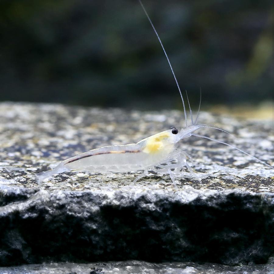 （エビ）ヤマトヌマエビ　スノーホワイト（５匹） の商品画像