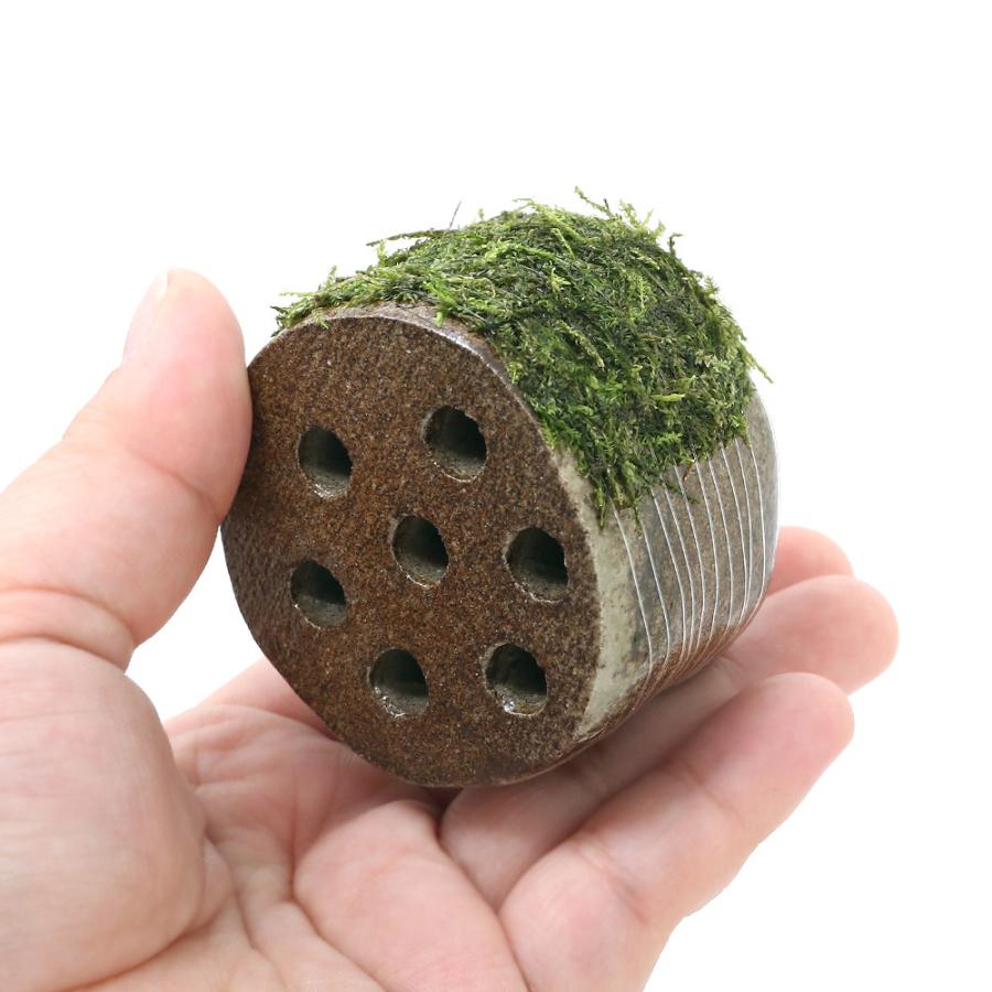 完全送料無料 水草 巻きたて 稚エビの幼稚園 ウィローモス付 無農薬 １個 驚きの値段で