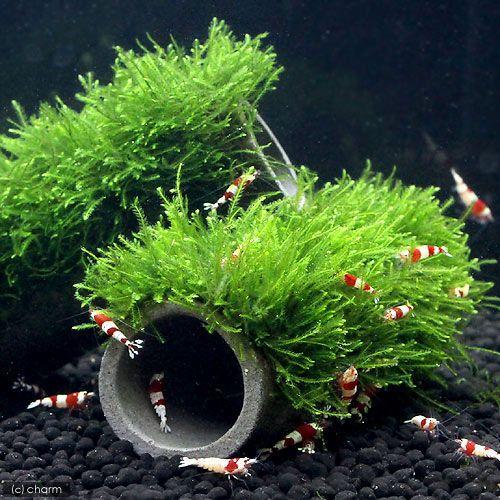(水草)巻きたて 益子焼プレコシェルター 小 ウィローモス付(水中葉)(無農薬)(1個)|チャーム charm |01