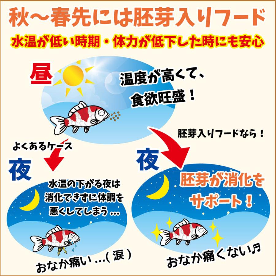 Hikari（ひかり） 鯉の餌 キョーリン ひかり胚芽 中粒（沈下性