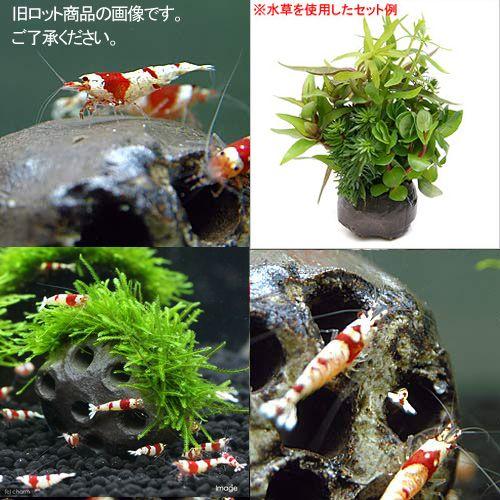 最大70 Offクーポン 稚エビの幼稚園 益子焼ビーシュリンプシェルター 丸 Aynaelda Com