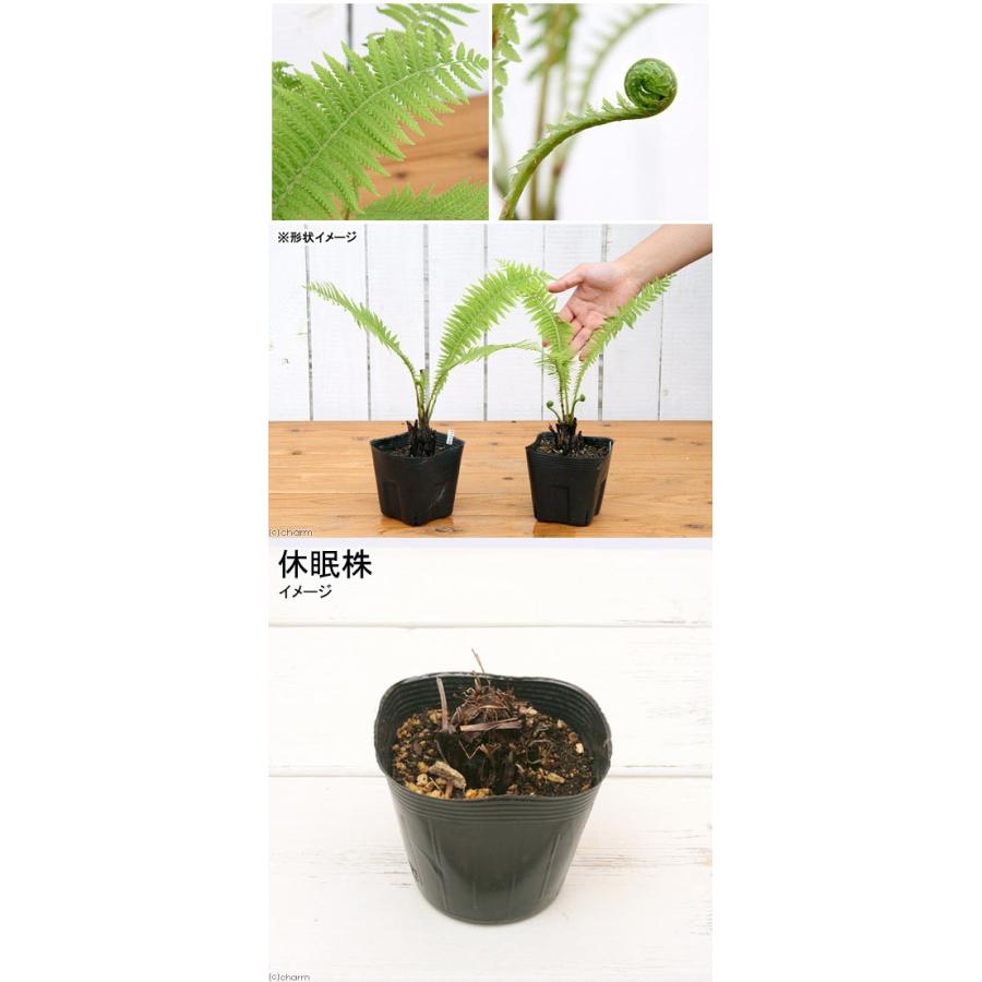 （山野草）山菜　コゴミ（クサソテツ）　３〜４号（５ポットセット）家庭菜園（休眠状態） |  | 01