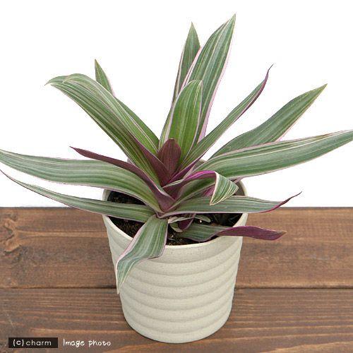 観葉植物 ムラサキオモト ３ ５号 １鉢 北海道冬季発送不可 チャーム Charm ヤフー店 通販 Yahoo ショッピング