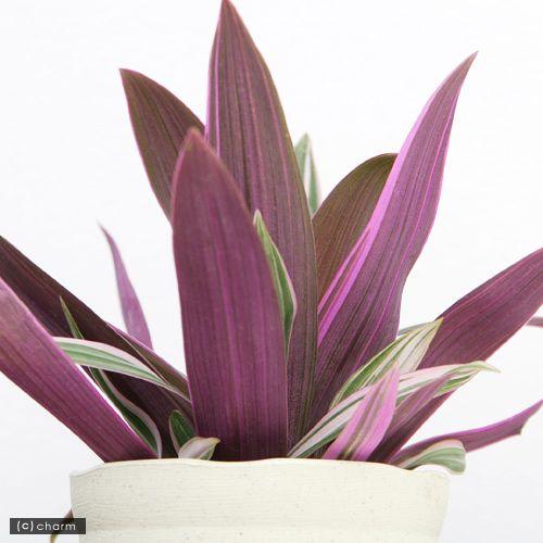 観葉植物 ムラサキオモト ３ ５号 １鉢 北海道冬季発送不可 チャーム Charm ヤフー店 通販 Yahoo ショッピング