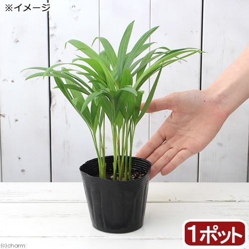 チャーム（charm） （観葉植物）ヤシ アレカヤシ 3〜3．5号（1