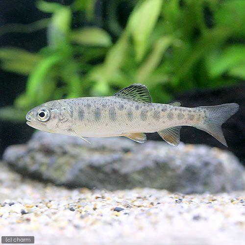 淡水魚 ニジマス ｓサイズ １匹 正規店仕入れの