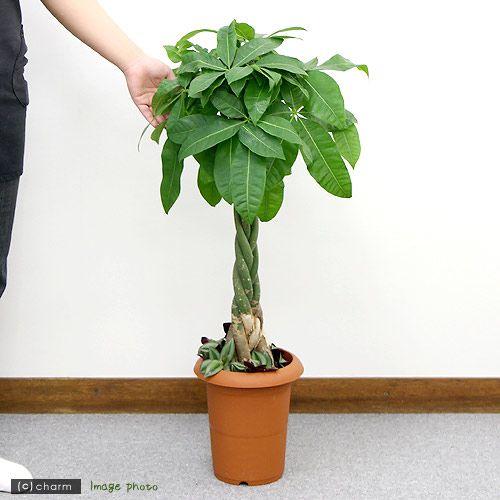 ①　パキラ　ネジリ　10号特大苗木最高等級極太　‼️ 楽天市場】観葉植物 大型 パキラ 10号 法人様送料無料 バルーン型