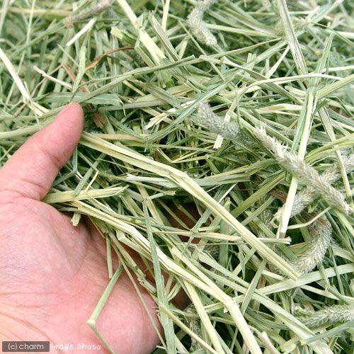 オリミツ　一番刈チモシー牧草　ロングマット　６００ｇ　うさぎ　小動物　牧草 | オリミツ | 01