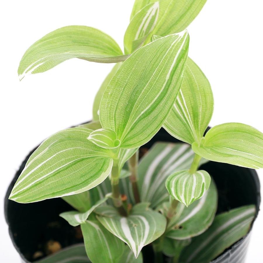 25 Off 観葉植物 トラディスカンチア ラベンダー ２ ５ ３号 １