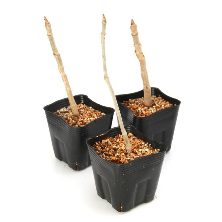 ライライ様のタラの木の苗 タラの木 苗木 樹高＝0.5m 1本 - 北の山菜Web3号店