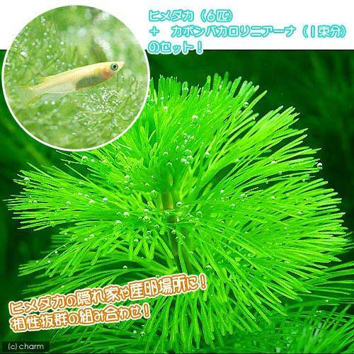 めだか 水草 カボンバ １束分 ヒメダカ ６匹 セット 無料配達
